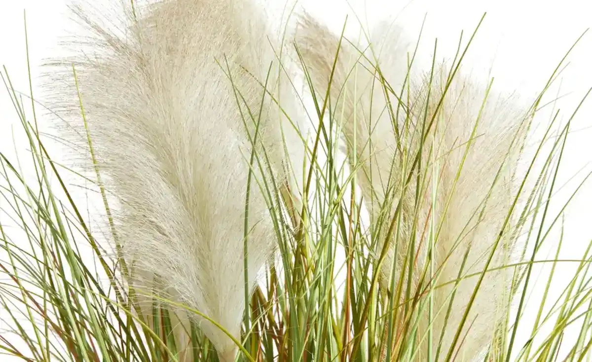 Bild 4 von Pampasgras getopft