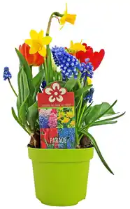 Zwiebelpflanze Festival