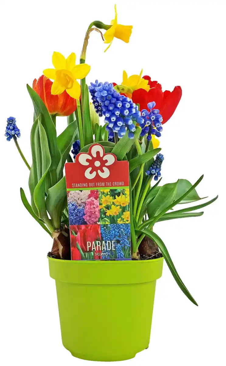 Bild 1 von Zwiebelpflanze Festival