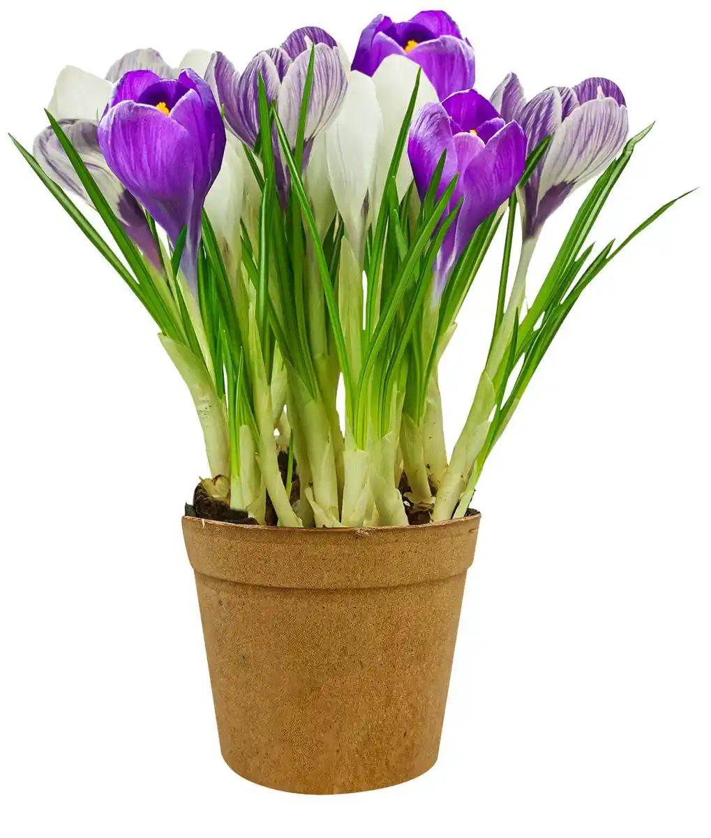 Bild 1 von Zwiebelpflanze Mehrfarbig