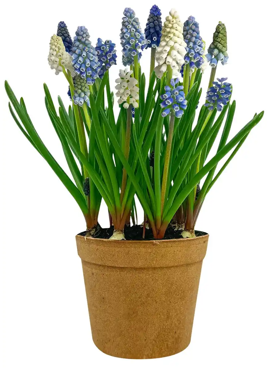 Bild 2 von Zwiebelpflanze Mehrfarbig