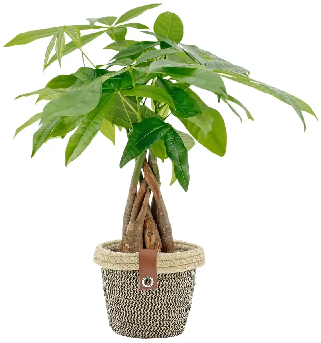 Bild 2 von Grünpflanze