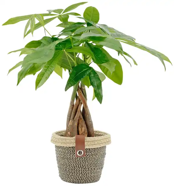 Bild 2 von Grünpflanze