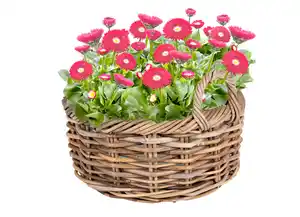 Weidenkorb 'Marathi' mit Folie ausgeschlagen