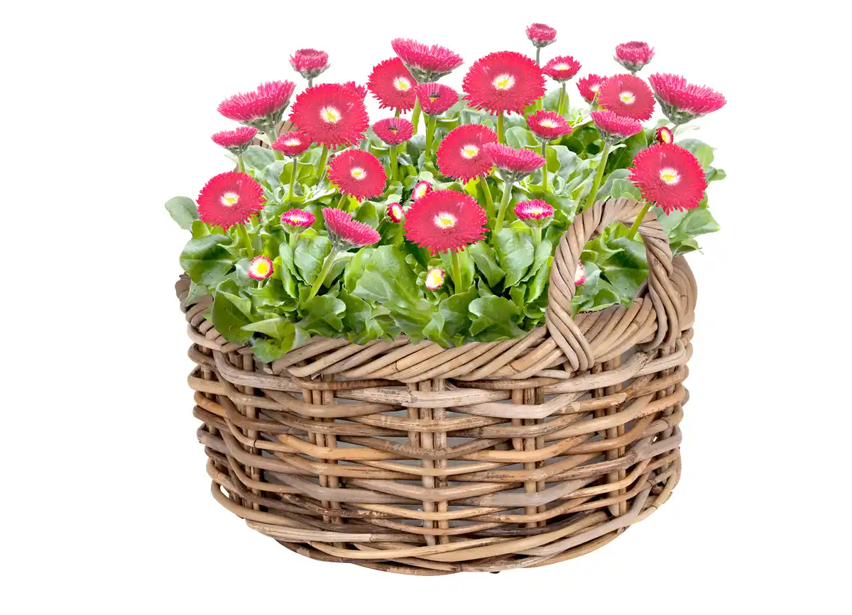 Bild 1 von Weidenkorb 'Marathi' mit Folie ausgeschlagen