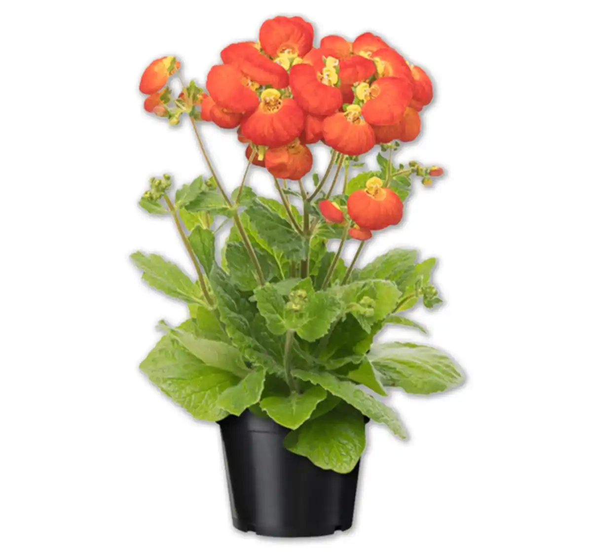 Bild 1 von Pantoffelblume*