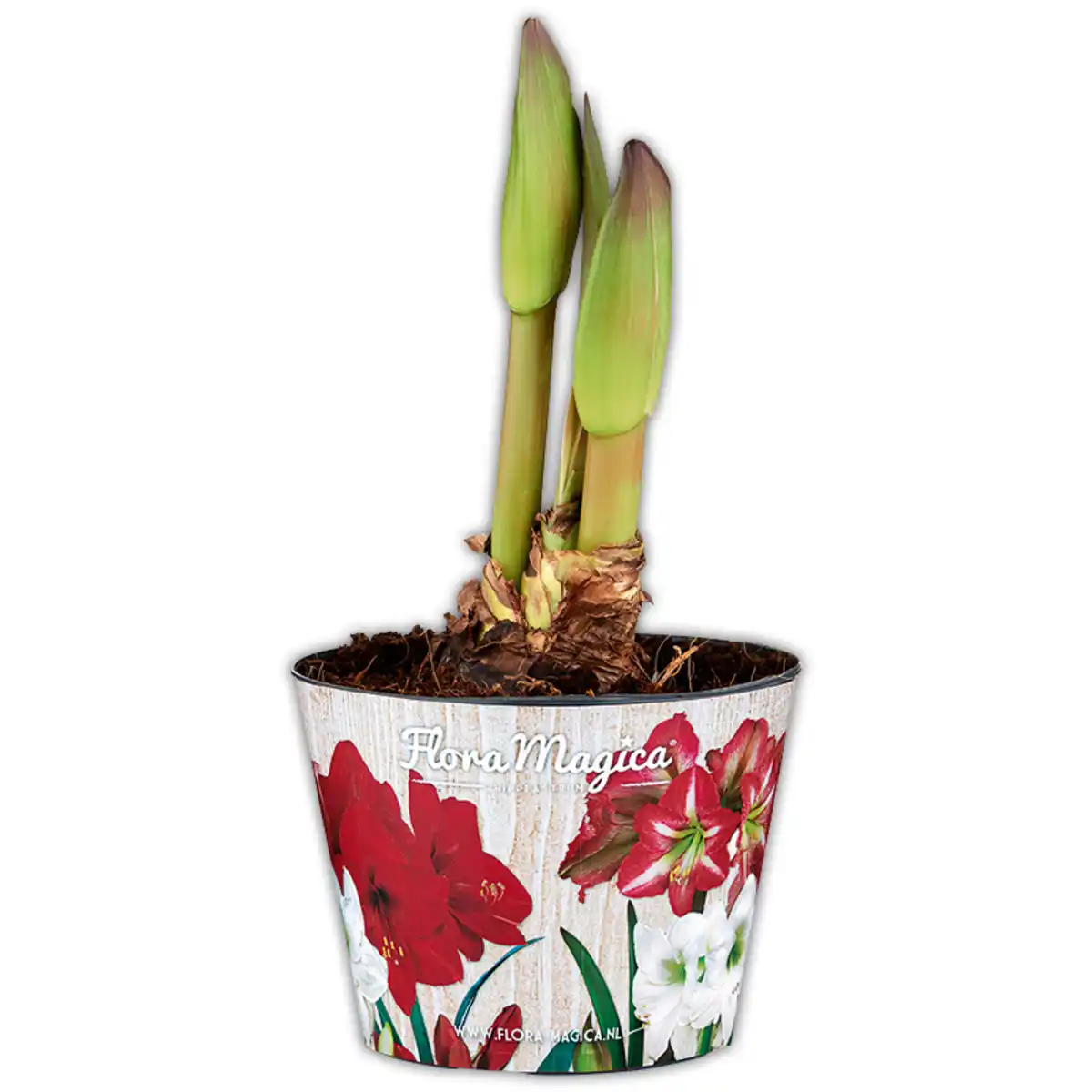Bild 1 von Amaryllis