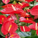 Bild 2 von Flamingoblume "Anthurie"