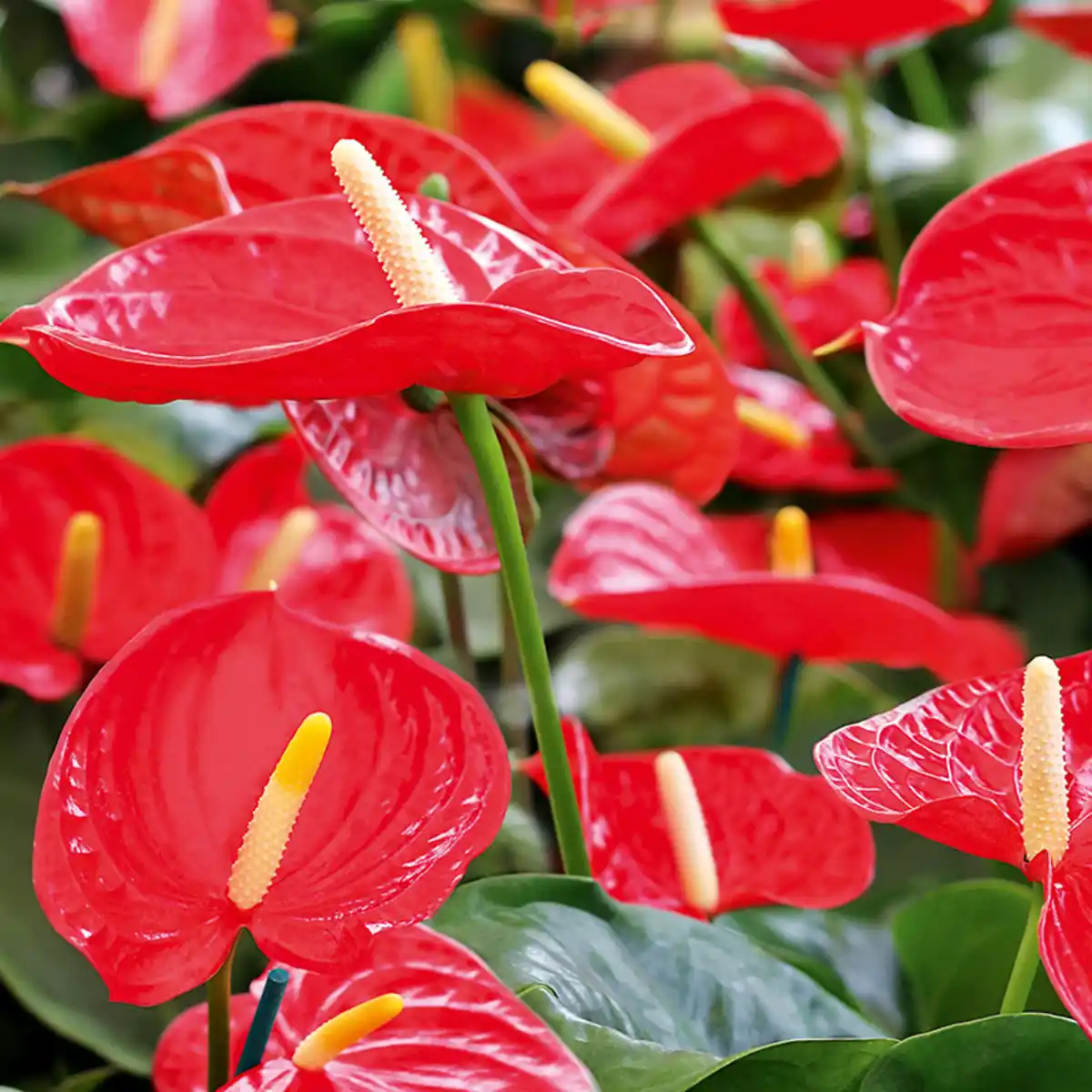 Bild 2 von Flamingoblume "Anthurie"