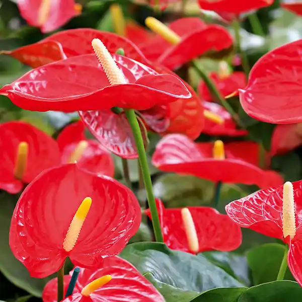 Bild 2 von Flamingoblume "Anthurie"