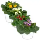 Bild 1 von Gefüllte Primel XL