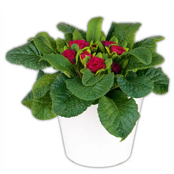 Bild 4 von Gefüllte Primel XL