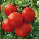 Bild 3 von Finest Garden Mini-Gewächshaus