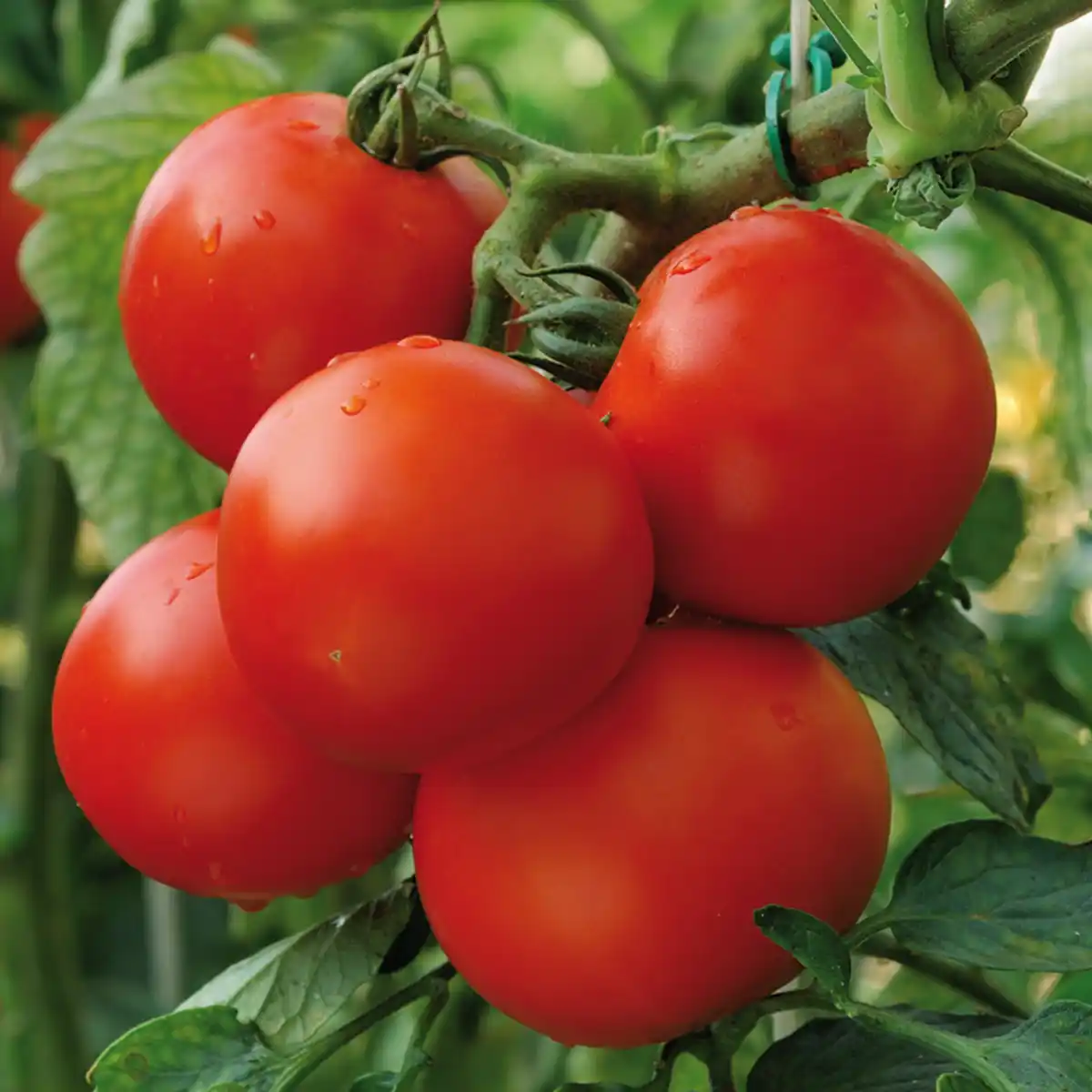 Bild 3 von Finest Garden Mini-Gewächshaus