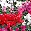 Bild 2 von Alpenveilchen