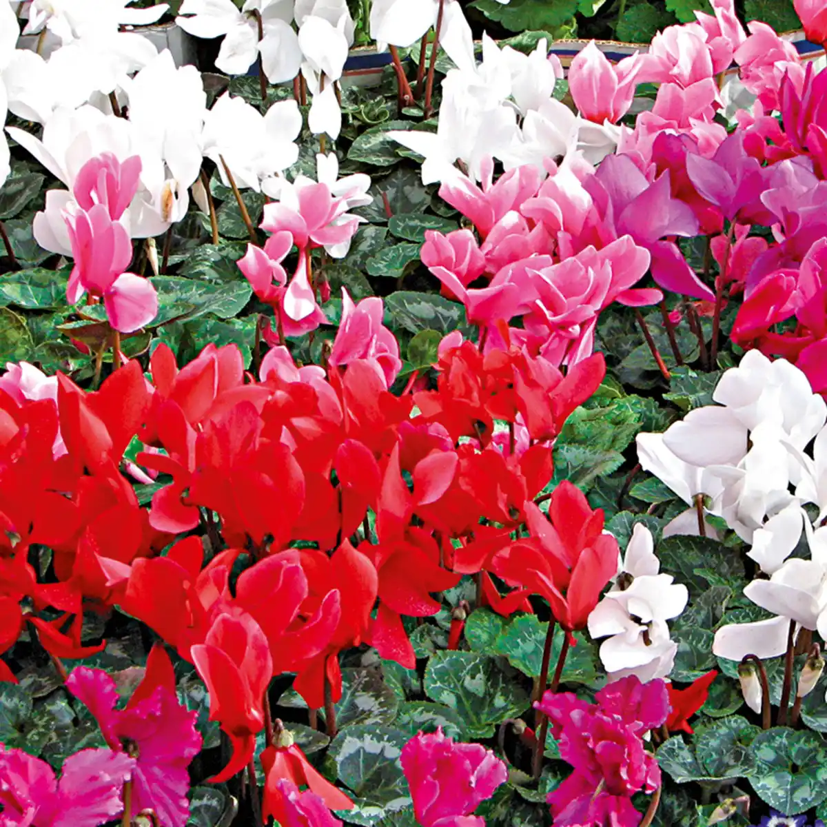 Bild 2 von Alpenveilchen