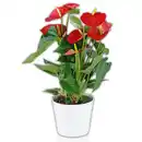 Bild 1 von Flamingoblume "Anthurie"