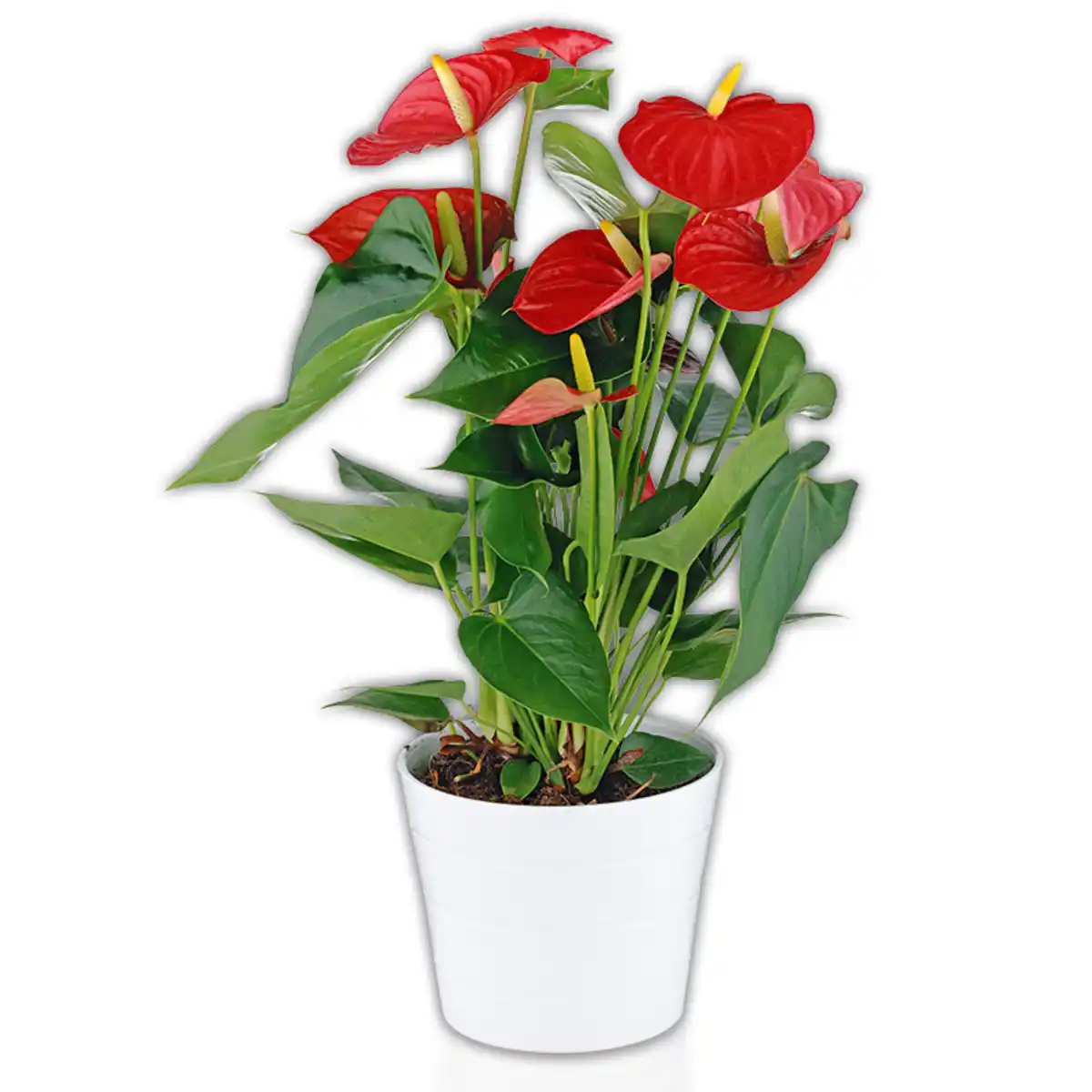 Bild 1 von Flamingoblume "Anthurie"