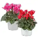 Bild 1 von Alpenveilchen