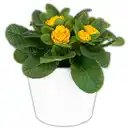 Bild 2 von Gefüllte Primel XL