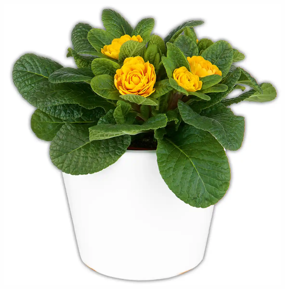 Bild 2 von Gefüllte Primel XL