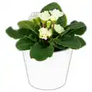 Bild 3 von Gefüllte Primel XL