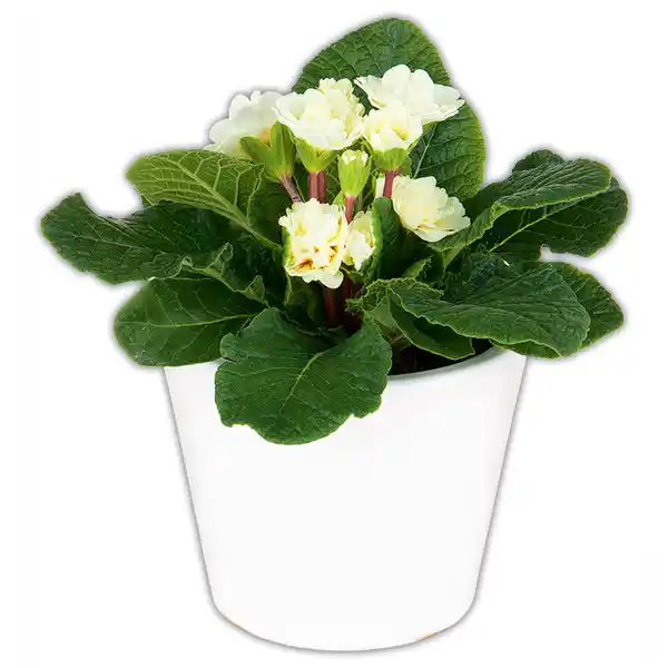 Bild 3 von Gefüllte Primel XL