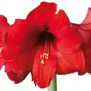 Bild 2 von Amaryllis