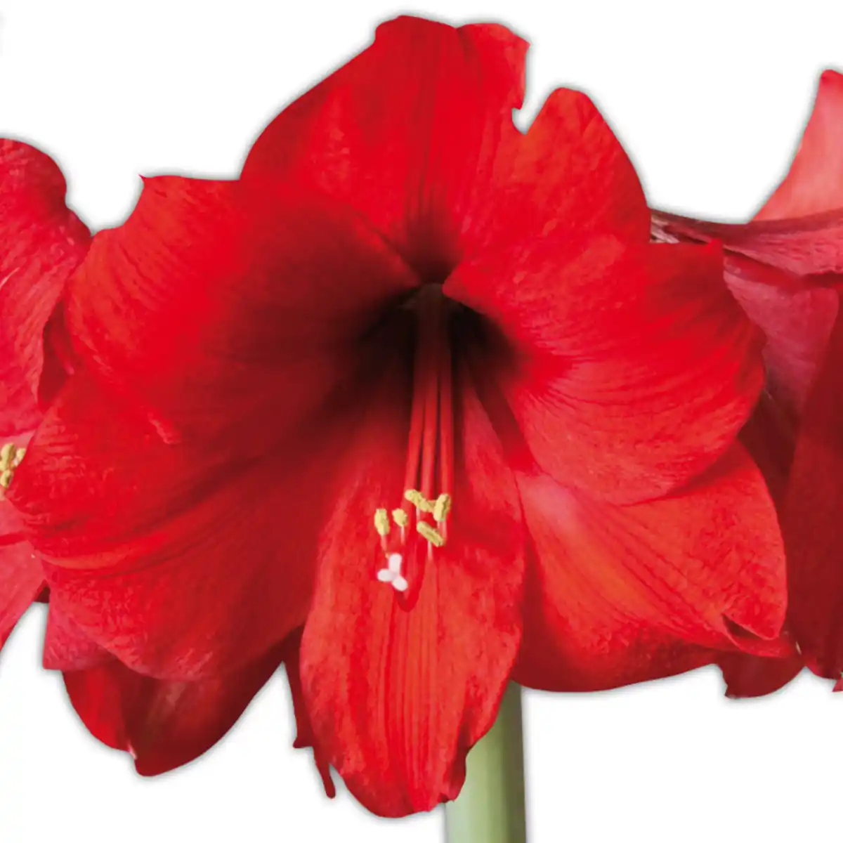 Bild 2 von Amaryllis