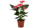 Bild 1 von Anthurium versch. Farben