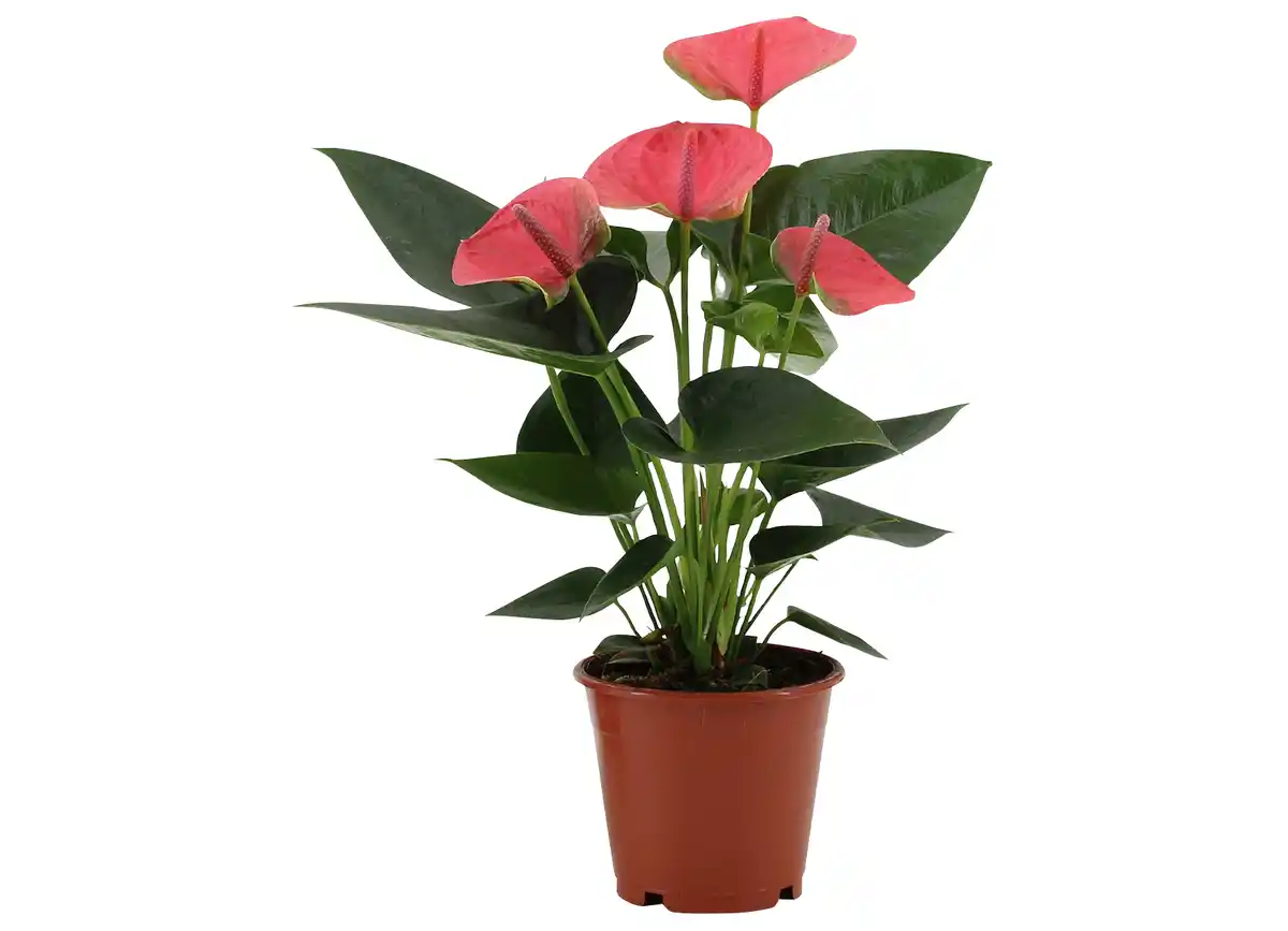 Bild 1 von Anthurium versch. Farben