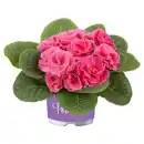 Bild 1 von GARDENLINE Primel Pom Pom T10,5