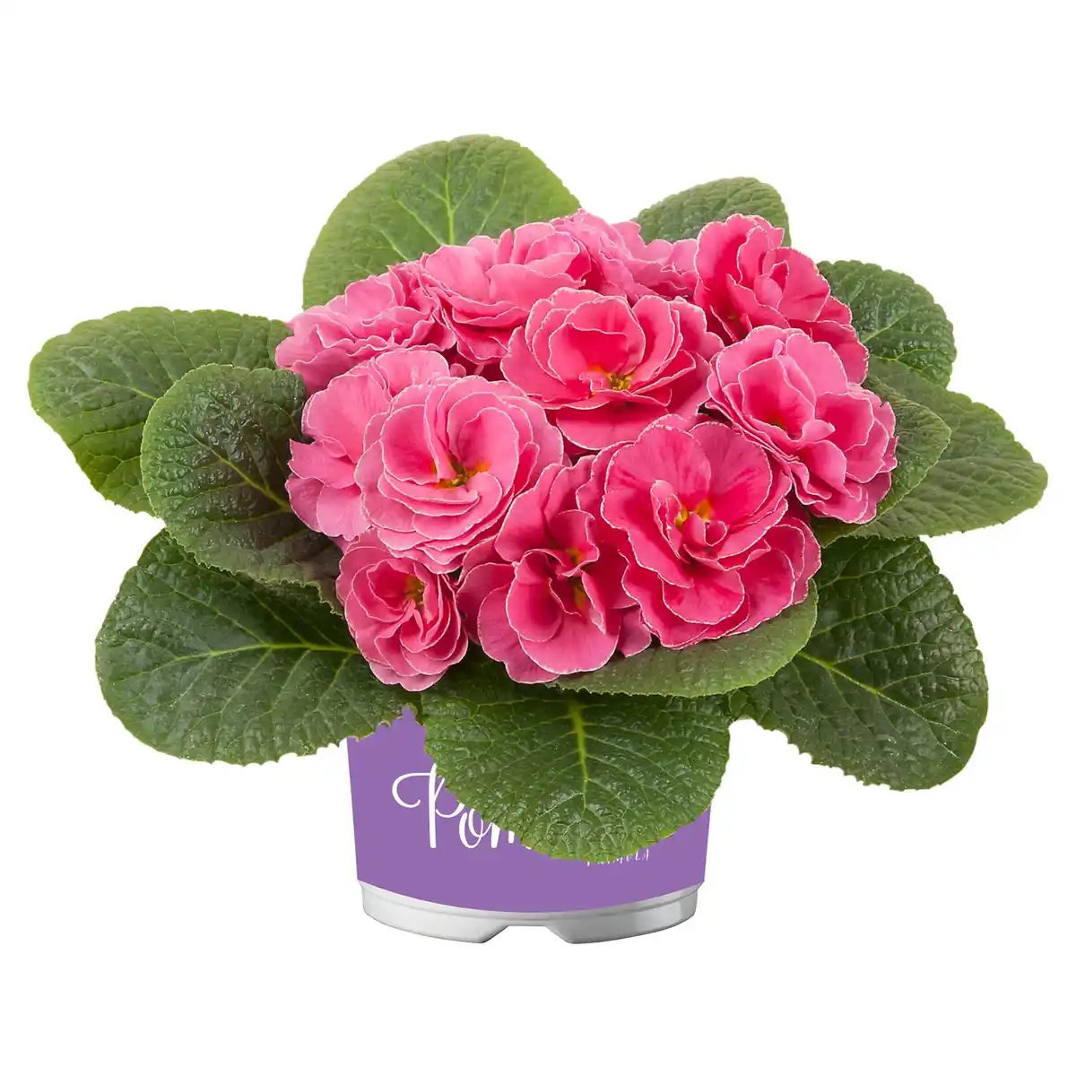 Bild 1 von GARDENLINE Primel Pom Pom T10,5