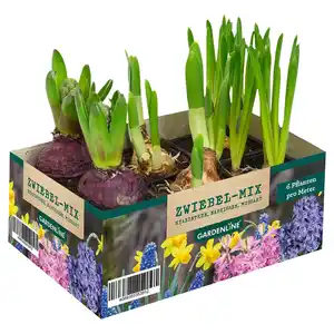 GARDENLINE Blumenzwiebel Mix, 6er-Pack