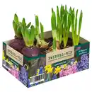 Bild 1 von GARDENLINE Blumenzwiebel Mix, 6er-Pack