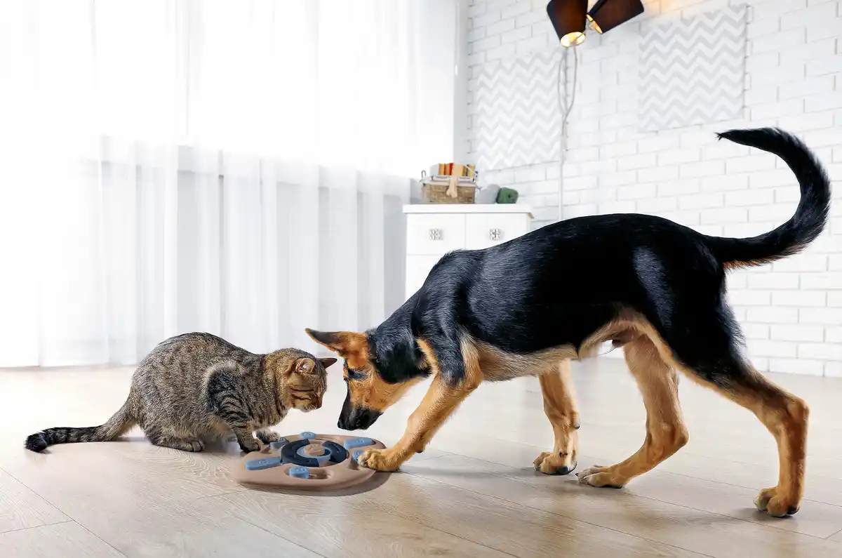 Bild 2 von IDEENWELT Interaktives Spielzeug für Haustiere