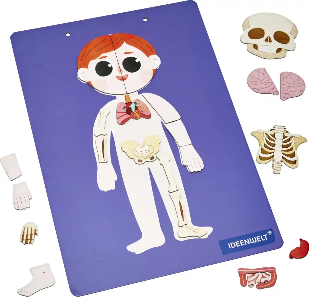 Bild 2 von IDEENWELT Magnetbuch Menschliche Anatomie