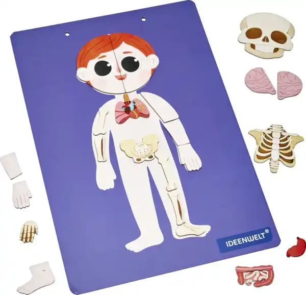 Bild 2 von IDEENWELT Magnetbuch Menschliche Anatomie