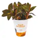 Bild 1 von Erdorchidee „Ludisia discolor“