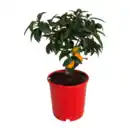 Bild 3 von GARDENLINE Zitrusbäumchen