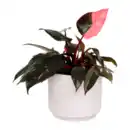 Bild 3 von GARDENLINE Grüne Wohn-Oase