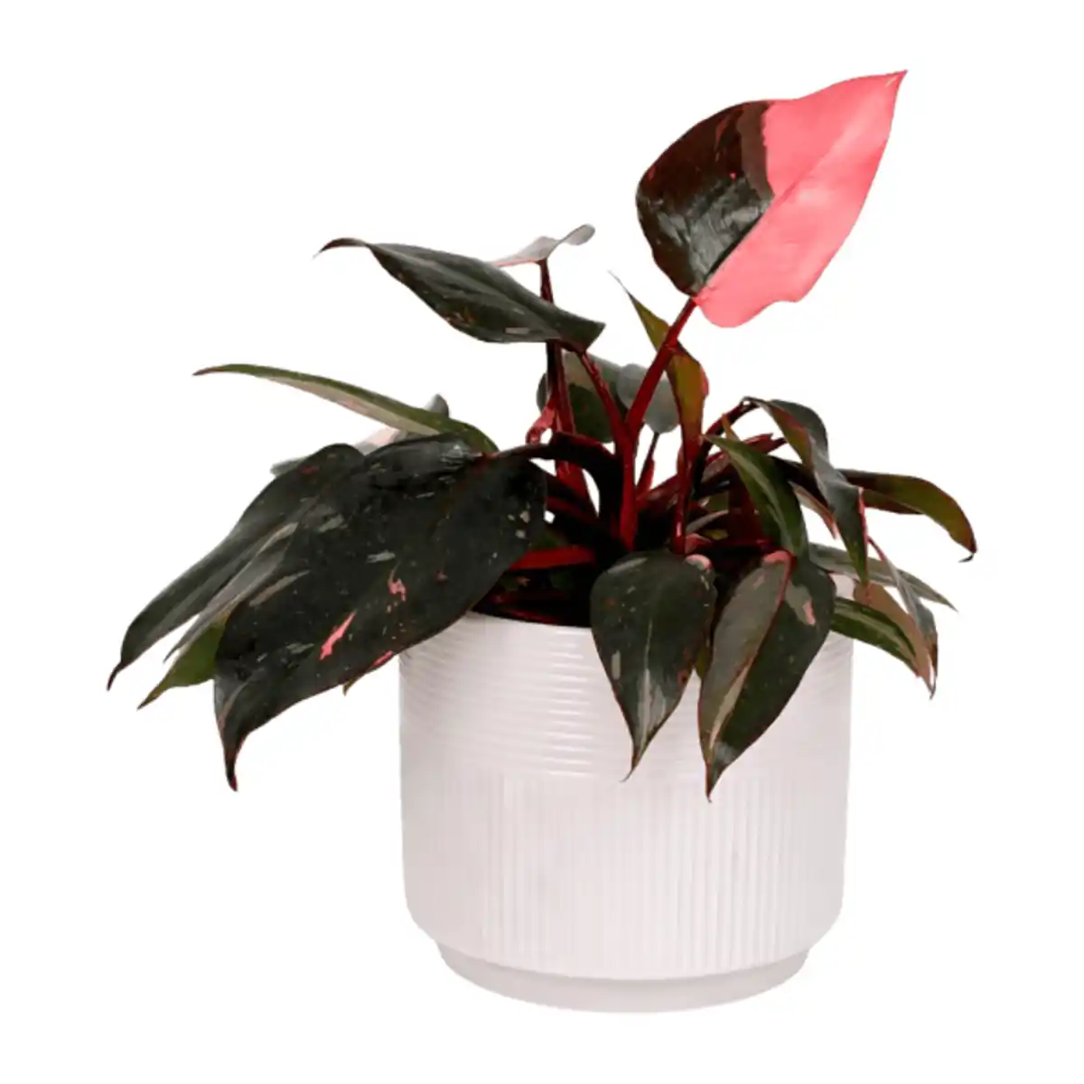 Bild 3 von GARDENLINE Grüne Wohn-Oase