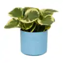 Bild 4 von GARDENLINE Grüne Wohn-Oase