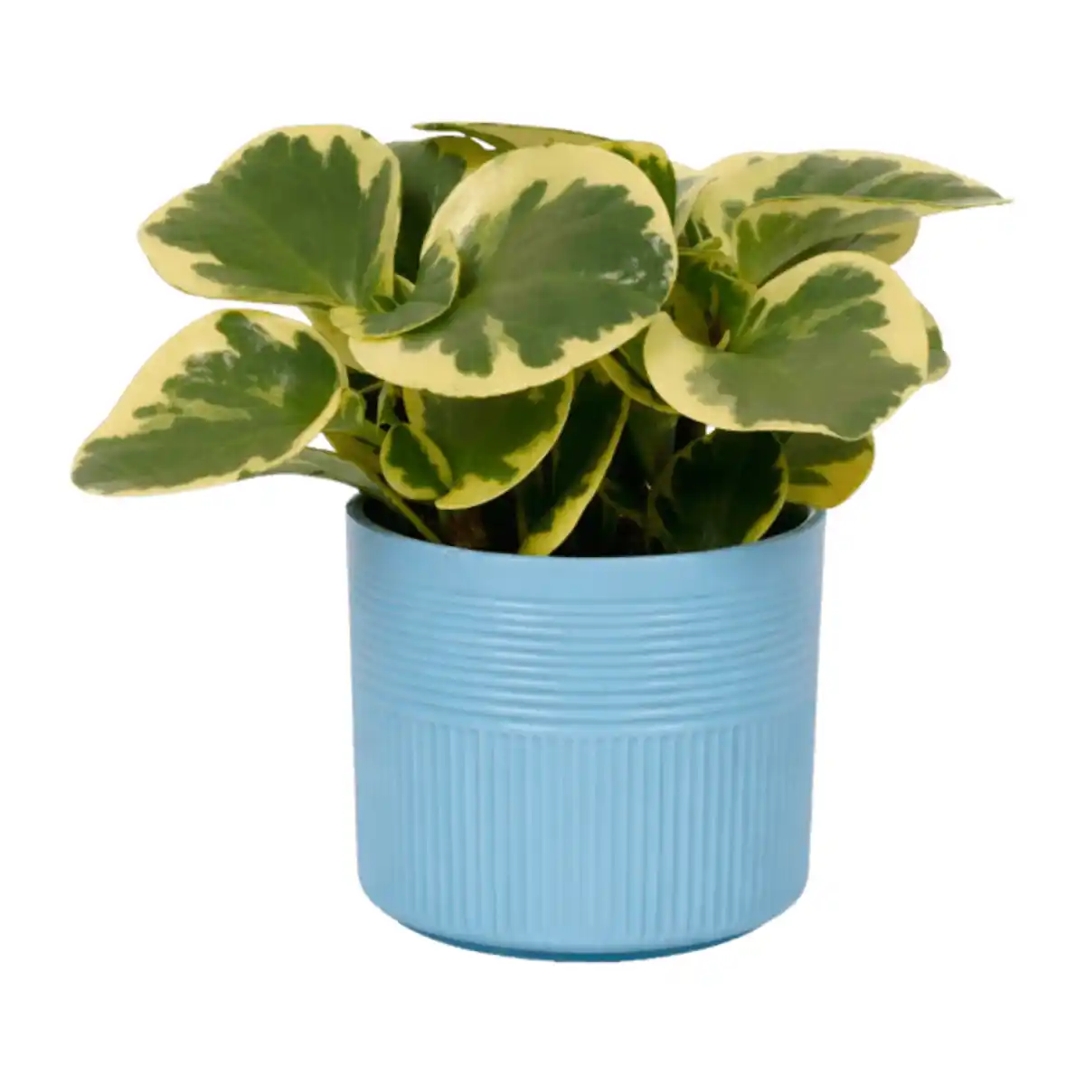 Bild 4 von GARDENLINE Grüne Wohn-Oase