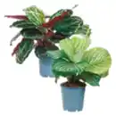 Bild 1 von Calathea