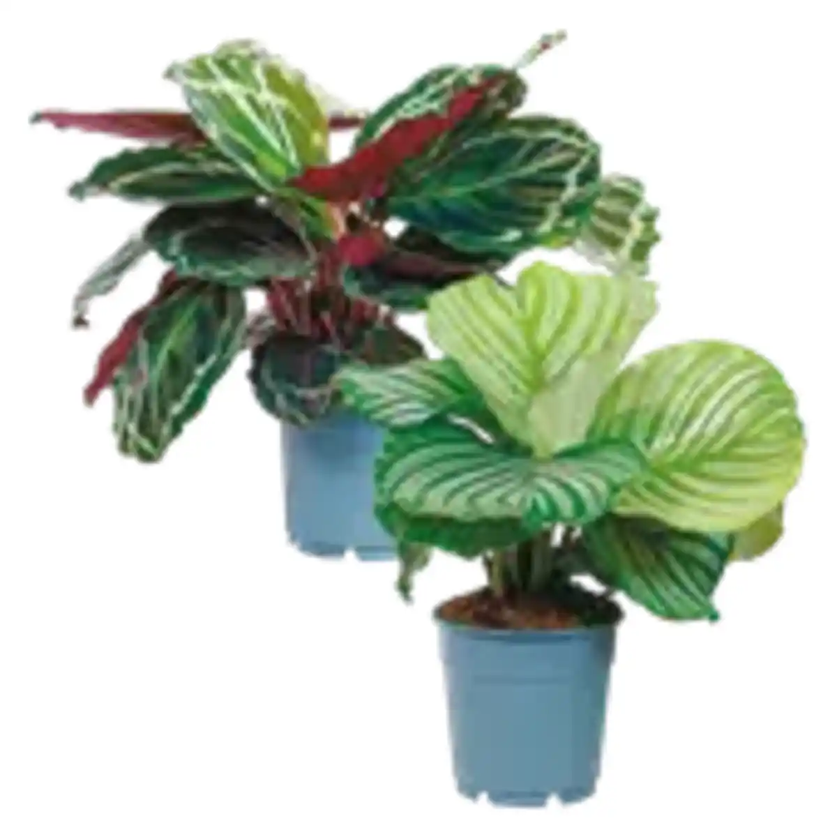 Bild 1 von Calathea