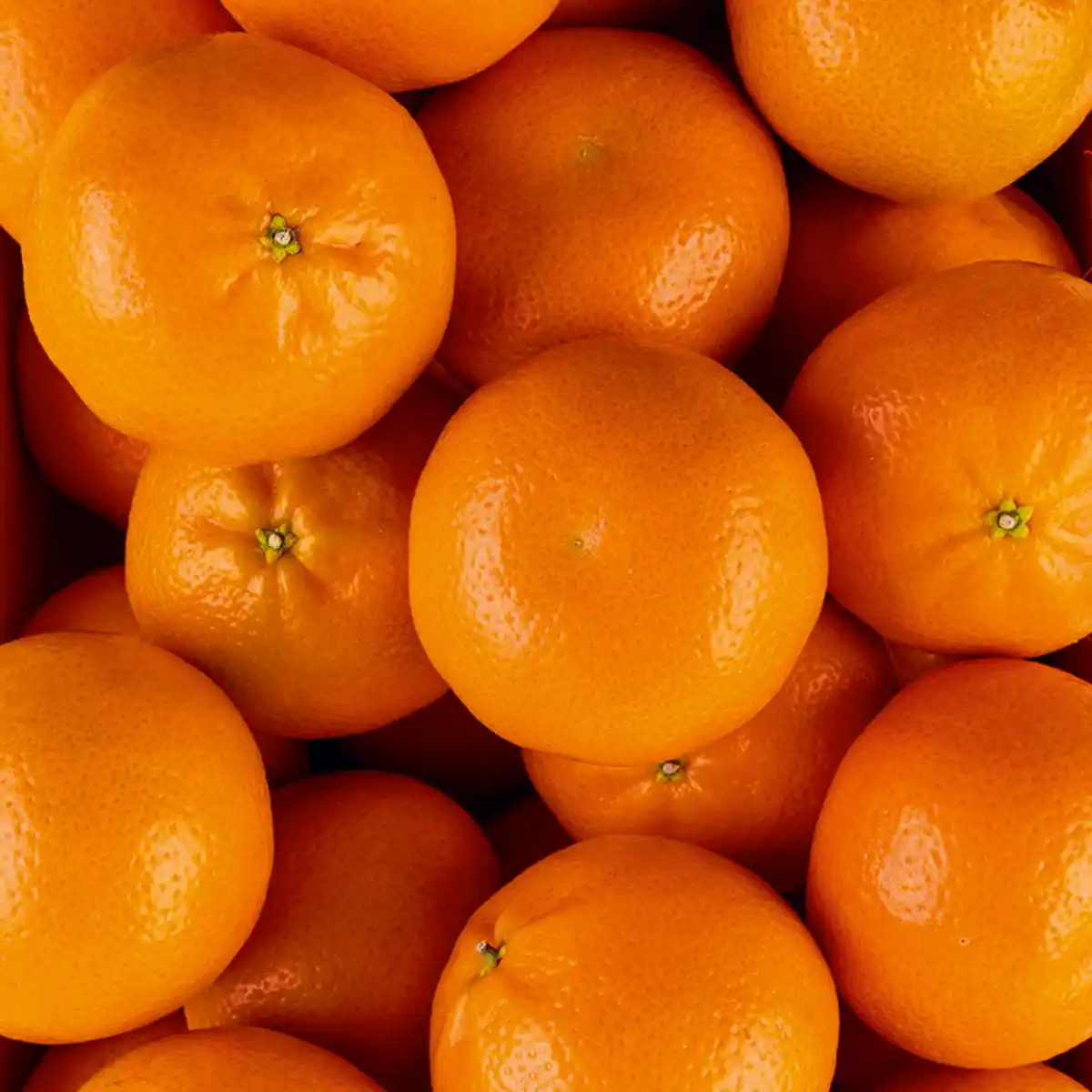 Bild 2 von Dream-Früchte Riesen-Mandarinen