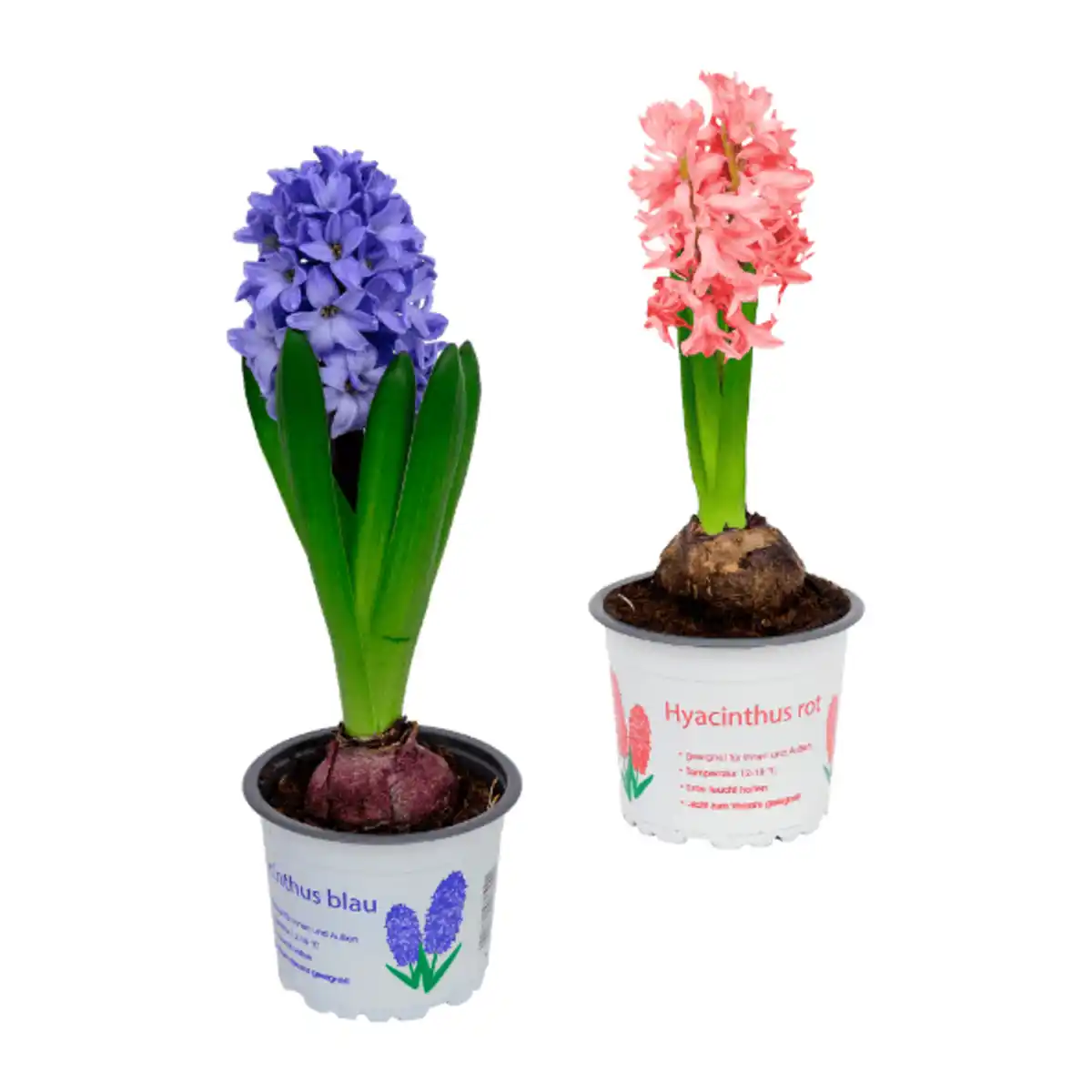 Bild 1 von GARDENLINE Hyazinthen / Narzissen