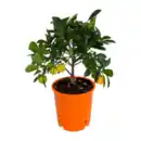 Bild 4 von GARDENLINE Zitrusbäumchen