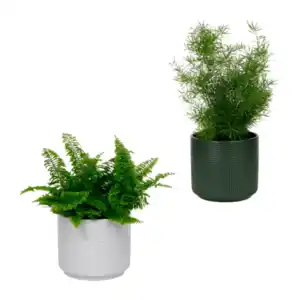 GARDENLINE Grüne Wohn-Oase